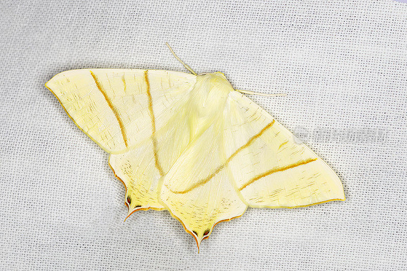 燕尾蛾(Ourapteryx sambucaria)